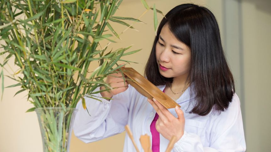 Bambus, włókna agawy, mniszek lekarski – auta Forda bardziej ekologiczne